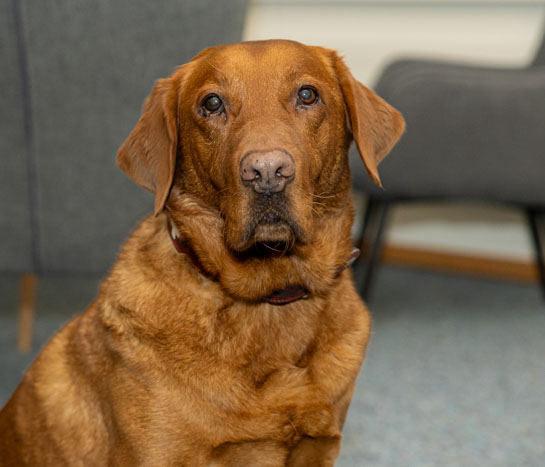 Stellenvermittlung - Stellenvermittler - Stellen­vermittlungs­büro - Stellenangebote - Personaldienstleister - Fachkräfte finden - Arbeitnehmer finden - Führungskräfte finden - Job finden - HR Beratung - Outplacement - Bewerbungen schreiben - Bewerbungscoaching - Steck HR: innovative Personalberater aus Möhlin - wir vermitteln keine Profile, wir vermitteln Menschen - jetzt beraten lassen! Job placement - Job placement agent - Job placement agency - Job vacancies - Personnel service provider - Finding skilled professionals - Finding employees - Finding executives - Finding a job - HR consulting - Outplacement - Writing applications - Application coaching - Steck HR: innovative personnel consultants from Möhlin - we don't just match profiles, we match people - get advice now!